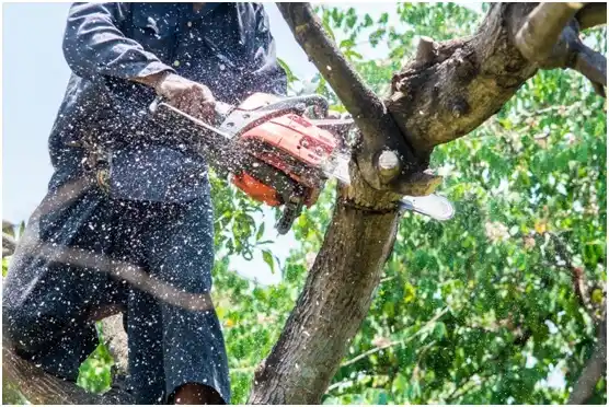 tree services Gouglersville